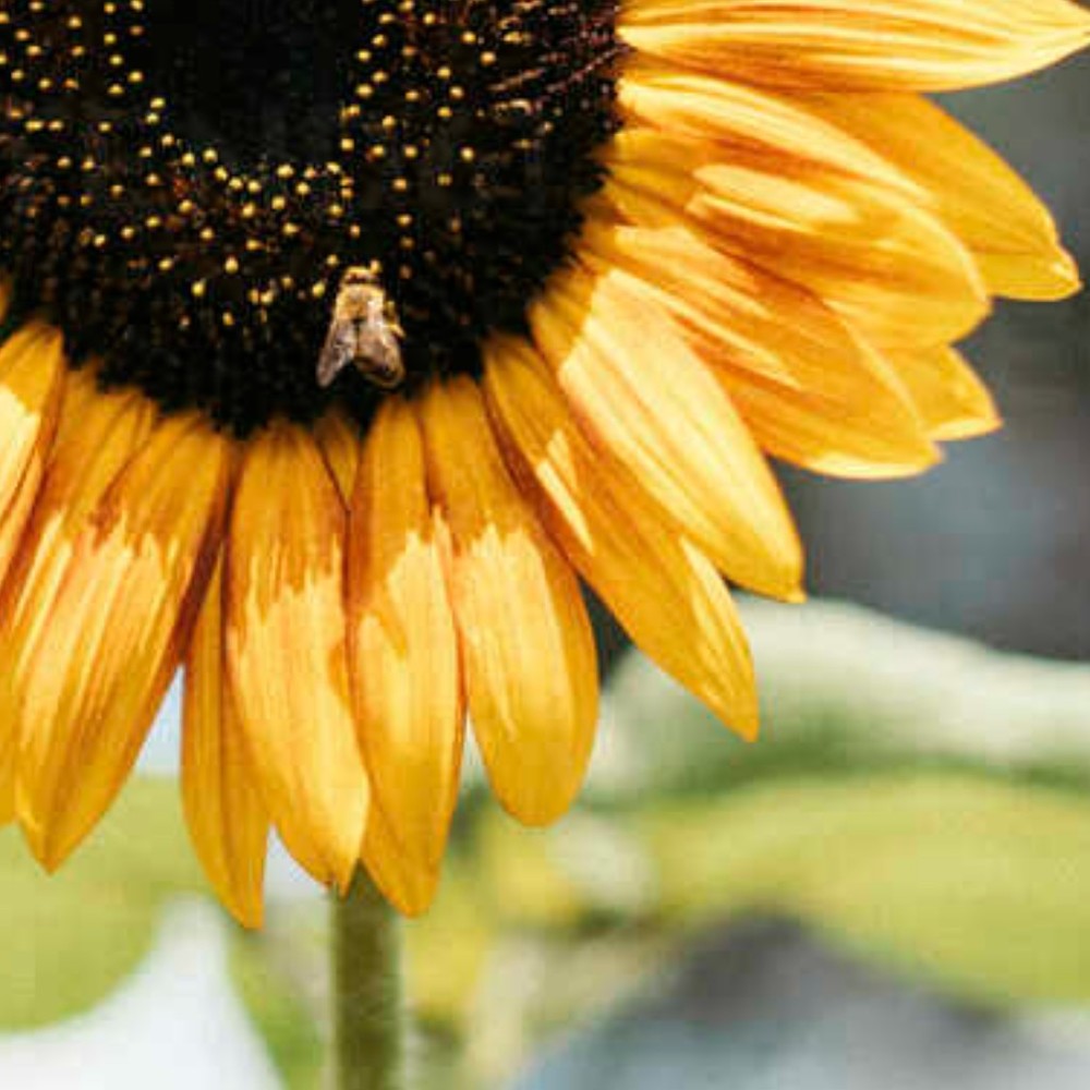 Meet your Posher, Sunflower